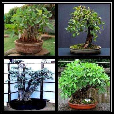 Bonsai Variety Seed Pack No. 1 + FREE Bonsai eBook & FREE Seeds - 4 Species - 20 Seeds in total