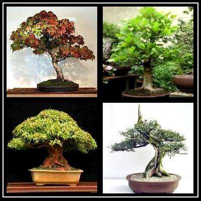 Bonsai Variety Seed Pack No. 2 + FREE Bonsai eBook & FREE Seeds - 4 Species - 20 Seeds in total