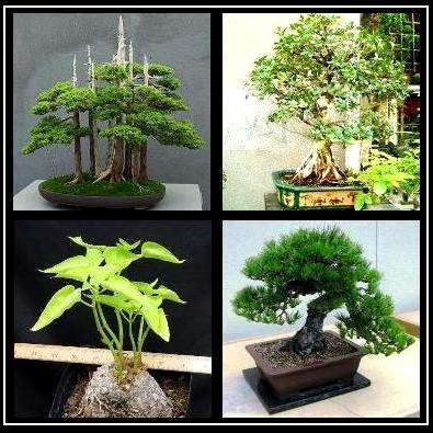 Bonsai Variety Seed Pack No. 4 + FREE Bonsai eBook & FREE Seeds - 4 Species - 20 Seeds in total