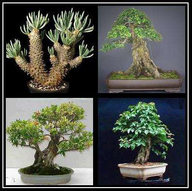 Bonsai Variety Seed Pack No. 6 + FREE Bonsai eBook & FREE Seeds - 4 Species - 20 Seeds in total