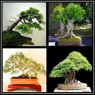 Bonsai Variety Seed Pack No. 3 + FREE Bonsai eBook & FREE Seeds - 4 Species - 20 Seeds in total