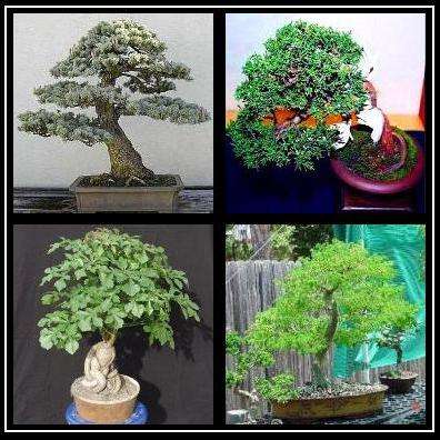 Bonsai Variety Seed Pack No. 5 + FREE Bonsai eBook & FREE Seeds - 4 Species - 20 Seeds in total