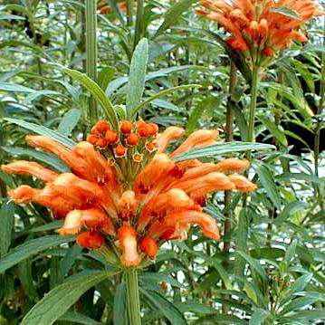 10 Leonotis leonurus - Wild Dagga Seeds (Lion's Tail) - Psychoactive Indigenous Ethnobotanical