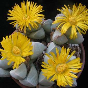 5 Lapidaria margaretae Seeds - Indigenous Succulents - South African Native Mesemb Seeds