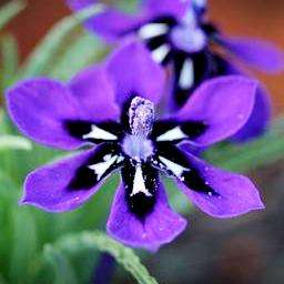 Lapeirousia oreogena Seeds - Indigenous South African Native Bulb Seeds for Sale - Worldwide Ship