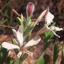 5 Lapeirousia fabricii Indigenous South African Native Perennial Bulb Seeds - Worldwide Shipping