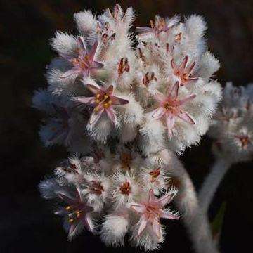 5 Cape Edelweiss Seeds - Lanaria lanata Seeds - Indigenous South African Perennial