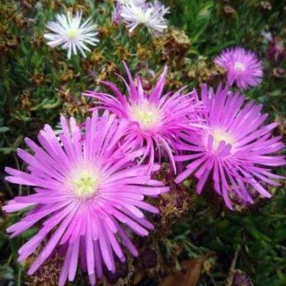 20 Lampranthus multiradiatus Seeds - Indigenous - South African Native Mesemb Succulents