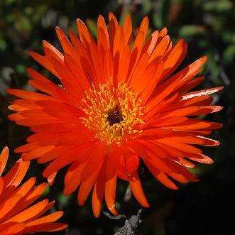 20 Lampranthus glaucoides Seeds - Indigenous South African Native Mesemb Succulent Seeds