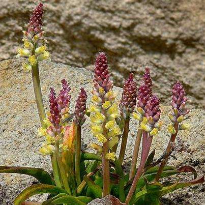 10 Lachenalia pallida - Indigenous South African Native Perennial Bulb Seeds - Worldwide Shipping