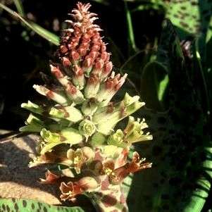 Lachenalia orchioides var. orchioides Seeds - Indigenous South African Native Perennial Bulb Seeds