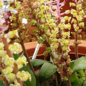 10 Lachenalia elegans var elegans Seeds - Indigenous South African Native Bulbous Plant Seeds