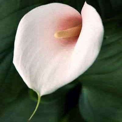 5 Zantedeschia aethiopica 'Marshmallow' Seeds + FREE Seeds with ALL orders - Worldwide Delivery