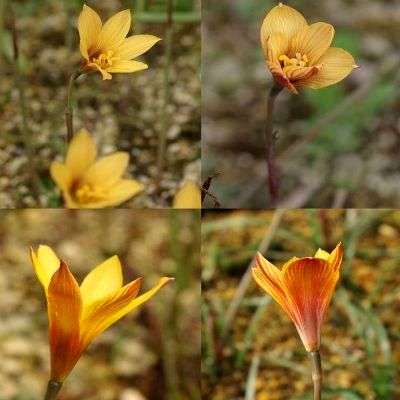 5 Habranthus tubispathus Seeds - Coppery Rain Lily + Lots of FREE Seeds with All Orders!