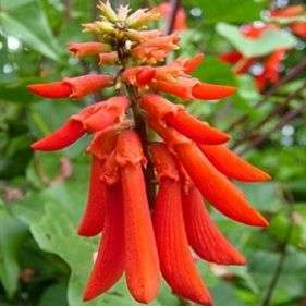 Erythrina humeana Seeds - Dwarf coral tree, Kleinkoraalboom or Natal Coral Tree - Indigenous
