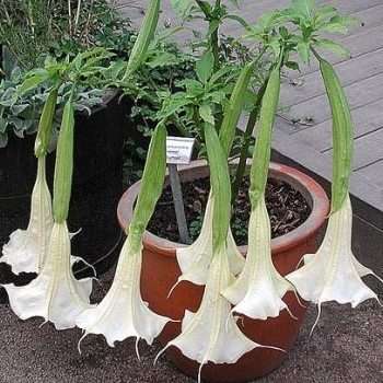 10 Brugmansia suaveolens Seeds - Fragrant Angel's Trumpet + FREE Seeds with ALL orders - Shrub Tree