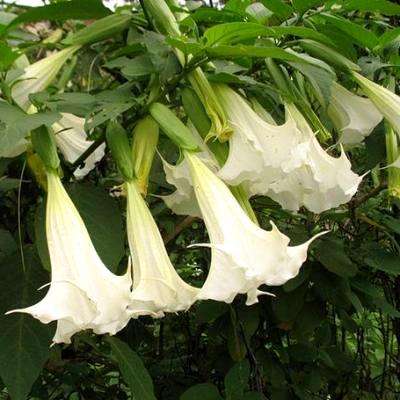 5 Brugmansia suaveolens Seeds - White Angel's Trumpet - FREE Seeds with ALL orders - Shrub Tree