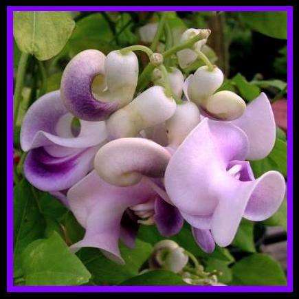 50 Snail Vine - Bulk Vigna caracalla Seeds + FREE SEEDS WITH ALL ORDERS - Creeper Climber