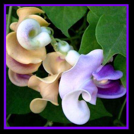 10 Snail Vine - Vigna caracalla Seeds + FREE SEEDS WITH ALL ORDERS - Creeper Climber