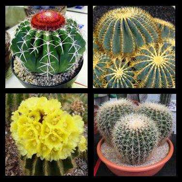 500+ Mixed Cactus Species Seeds - Selected from 25+ Species - Bulk Exotic Succulents