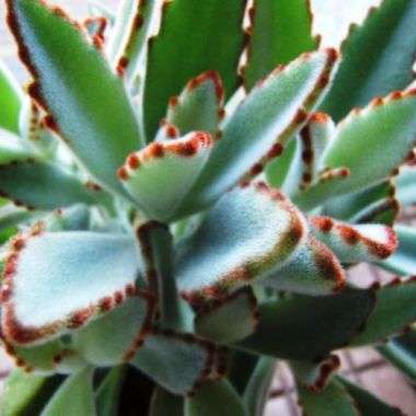 10+ Kalanchoe tomentosa Seeds - Madagascar Native Succulent Plant Seeds For Sale in South Africa