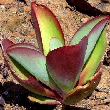 Kalanchoe paniculata Seeds - Indigenous South African Native Succulent Seeds For Sale