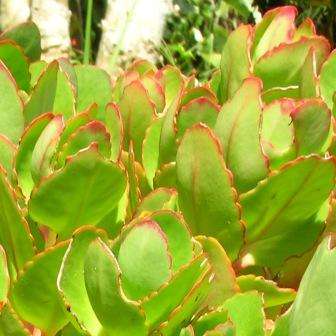 10 Kalanchoe crenata Seeds - Indigenous South African Succulent Seeds - Worldwide Shipping