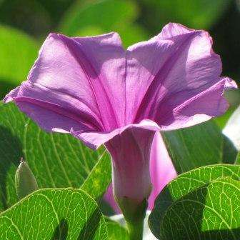10 Ipomoea pes-capre ssp brasiliensis Seeds - Goats foot, Strand patat - Indigenous Morning Glory