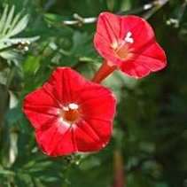Cardinal Climber Vine Seeds - Ipomoea multifida - Exotic Vine + FREE Seeds with ALL Orders!