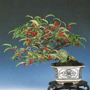5 Ilex serrata - Japanese Winterberry Bonsai Seeds + FREE Bonsai eBook and FREE Seeds! - Frost Hardy