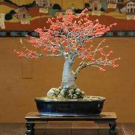 5 Ilex serrata - Japanese Winterberry Bonsai Seeds + FREE Bonsai eBook and FREE Seeds! - Frost Hardy
