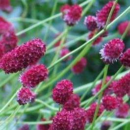 5 Sanguisorba officinalis Seeds - Greater Salad Burnet - Perennial Edible Herb Seeds