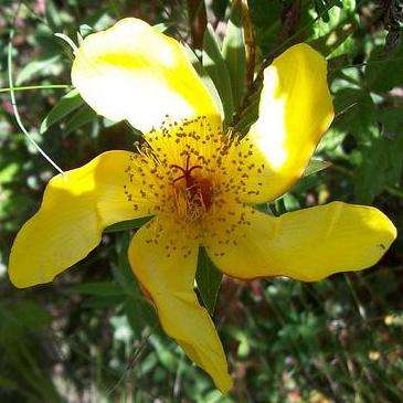 Hypericum revolutum Seeds - Curry Bush Seeds - Indigenous Flowering Shrub