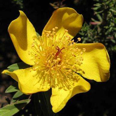 Hypericum revolutum Seeds - Curry Bush Seeds - Indigenous Flowering Shrub