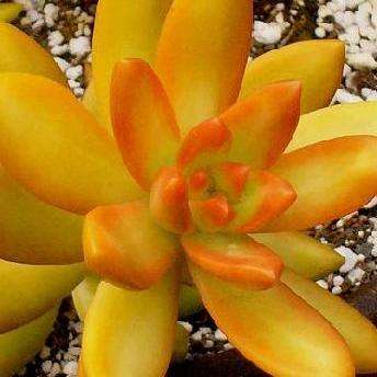 Plants - Sedum nussbaumerianum Plants - Live Succulent Plants