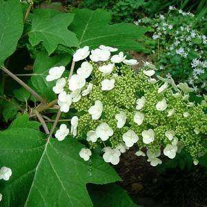10 Oakleaf Hydrangea Seeds - Hydrangea quercifolia Seeds + GET FREE SEEDS WITH ALL ORDERS