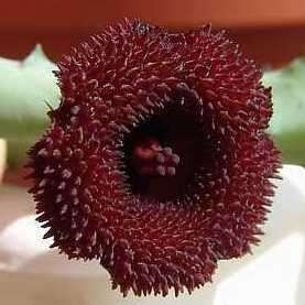 20 Huernia hystrix Seeds - Bulk Succulents Indigenous to South Africa + FREE SEEDS