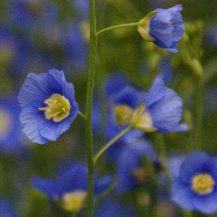 40 Heliophila coronopifolia Seeds - Bulk Indigenous South African Annual Seeds For Sale