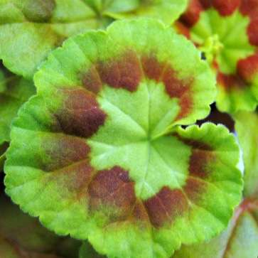 Pelargonium elongatum Seeds - Upright Coconut Geranium - Indigenous South African Shrub