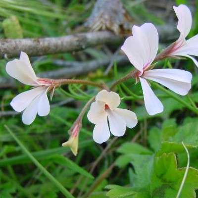 Pelargonium elongatum Seeds - Upright Coconut Geranium - Indigenous South African Shrub