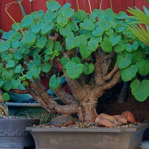 5 Pelargonium cotyledonis Seeds - Geranium - Succulent - Bonsai