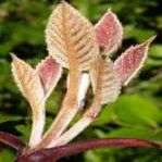 Curtisia dentata Tree Seeds ~ Cape Lancewood or Assegai ~ Aphrodisiac / Psychoactive - Indigenous