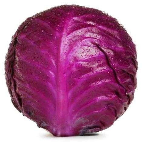 Baby Primero Red Cabbage Vegetable Seeds ~ Brassica oleracea Seeds