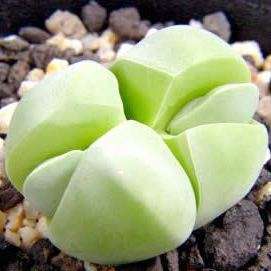 10+ Gibbaeum album Seeds - Indigenous South African Succulent - Mesemb - Flat Ship Rate