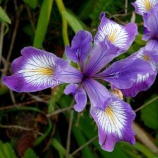 10 Iris tenax Seeds - Oregon Iris - Frost Hardy Perennial Bulb Seeds