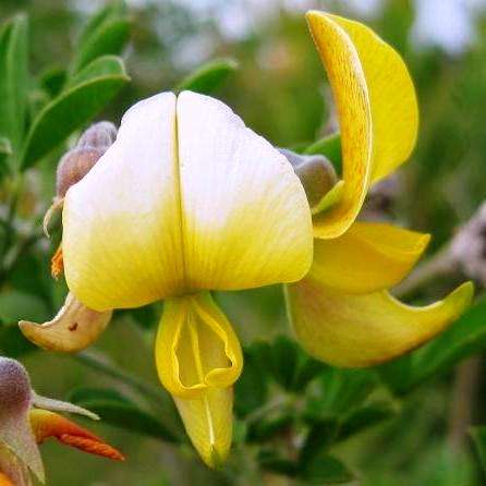 10 Crotalaria capensis Tree Seeds ~ Cape rattle-pod, Cape laburnum Shrub Seeds - Indigenous