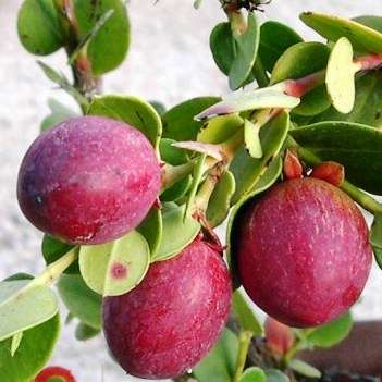 5 Carissa bispinosa Tree Seeds ~ num-num; noemnoem - Indigenous Shrub or Tree - Edible Fruit