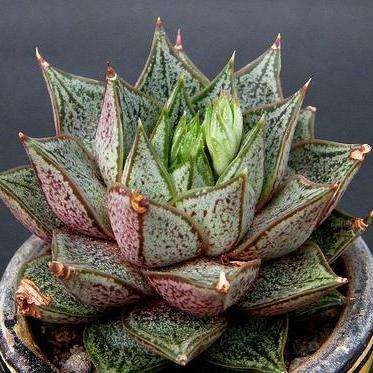 5 Echeveria purpusorum / Urbinia purpusii Seeds - Buy Succulent Seeds From Africa