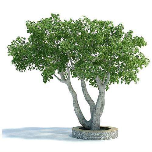10 Ficus benjamina Tree Seeds - Weeping Fig - Buy Evergreen Tree Seeds in South Africa