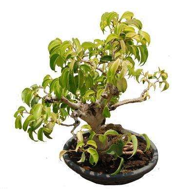 20 Ficus benjamina Bonsai Seeds - Weeping Fig - Buy Evergreen Bonsai Tree Seeds in South Africa